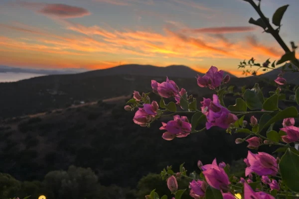 sunset-eco-filion sunset-eco-filion