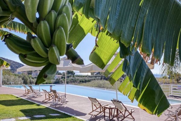 banana bunch with leaves banana bunch with leaves