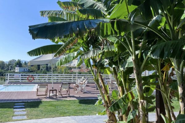 banana tree view banana tree view